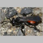 Anoplius infuscatus - Weswespe w004b 9mm - OS-Hasbergen-Lehmhuegel-det.jpg